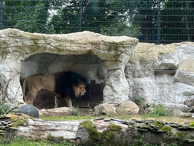 Ein Löwe unter einem Felsvorsprung