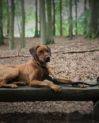 Hort-Hund „Jango“, Co-Pädagoge Hort-Hund „Jango“, Co-Pädagoge
